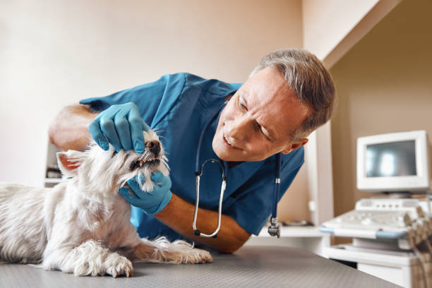 Best Pediatric Emergency Dentist in Heyworth, IL